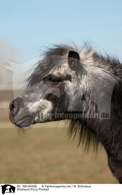 Shetland Pony Portrait / Shetland Pony Portrait / NS-04006