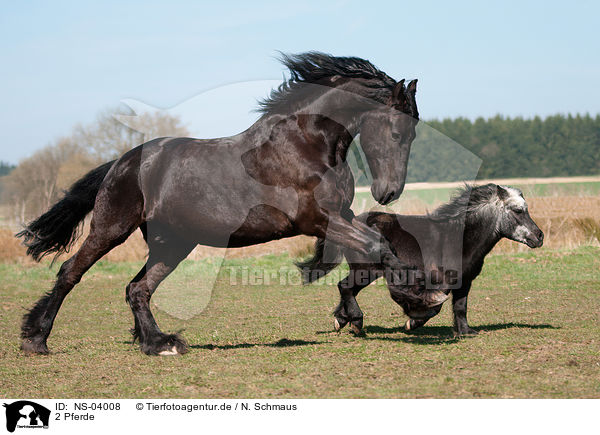 2 Pferde / 2 horses / NS-04008