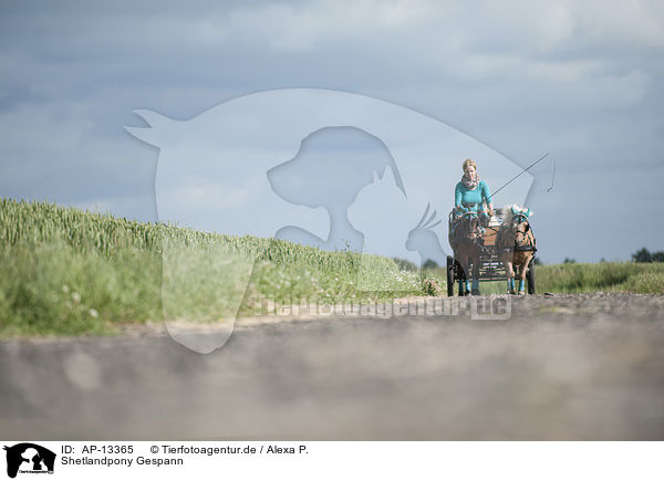 Shetlandpony Gespann / horse and carriage / AP-13365