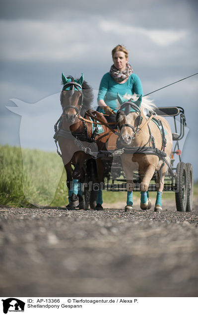 Shetlandpony Gespann / AP-13366