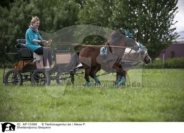 Shetlandpony Gespann / horse and carriage / AP-13368