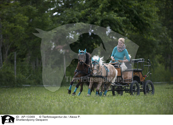 Shetlandpony Gespann / AP-13369