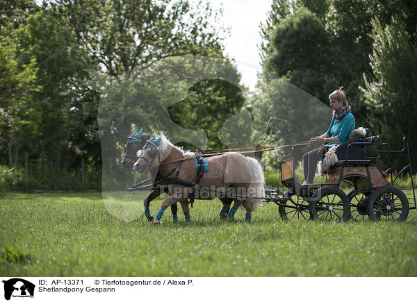 Shetlandpony Gespann / horse and carriage / AP-13371