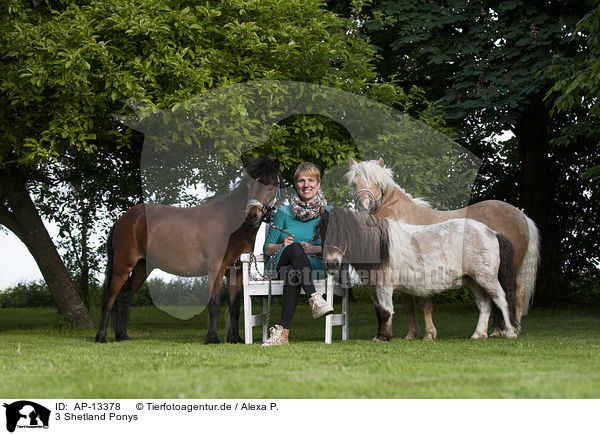 3 Shetland Ponys / AP-13378