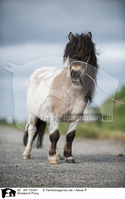 Shetland Pony / AP-13381