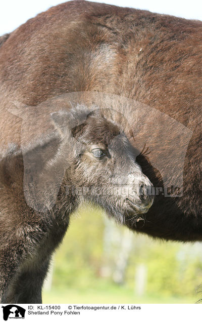 Shetland Pony Fohlen / Shetland Pony foal / KL-15400