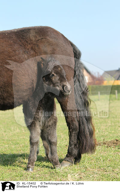 Shetland Pony Fohlen / Shetland Pony foal / KL-15402