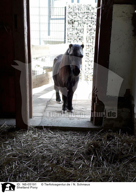 Shetland Pony / Shetland Pony / NS-05191