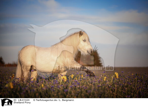 Shetland Pony / LB-01424