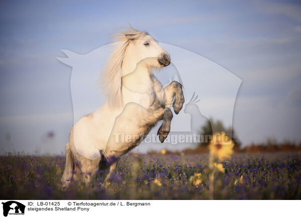 steigendes Shetland Pony / LB-01425