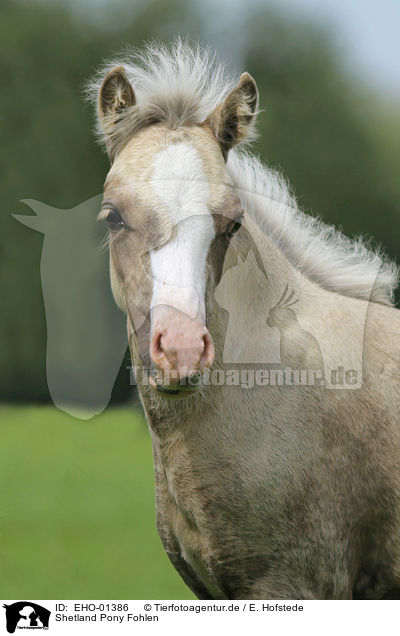 Shetland Pony Fohlen / Shetland Pony foal / EHO-01386