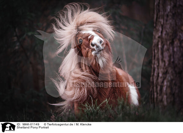 Shetland Pony Portrait / MAK-01149