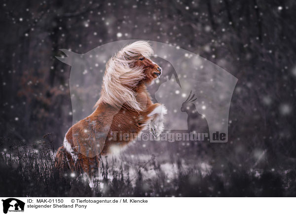steigender Shetland Pony / jumping Shetland Pony / MAK-01150