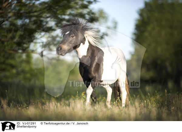 Shetlandpony / Shetlandpony / VJ-01291