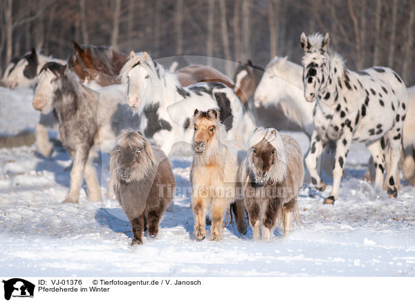 Pferdeherde im Winter / Horse herd in the winter / VJ-01376