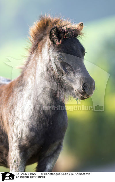 Shetlandpony Portrait / Shetlandpony Portrait / ALK-01027