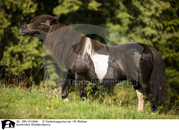 laufendes Shetlandpony / walking Shetland Pony / RR-101686