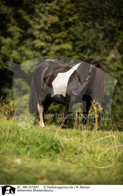 stehendes Shetlandpony / RR-101687