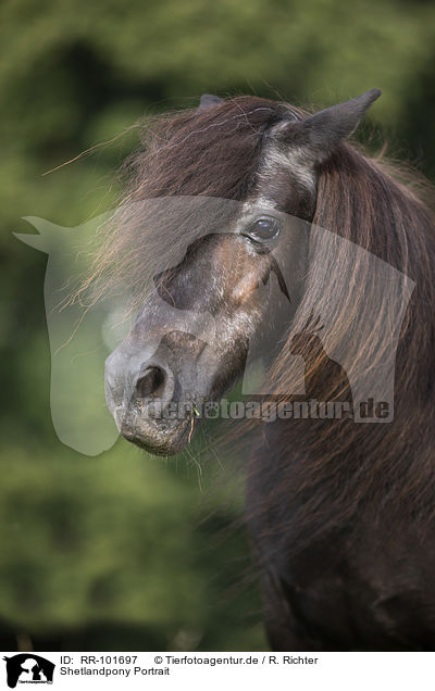 Shetlandpony Portrait / RR-101697