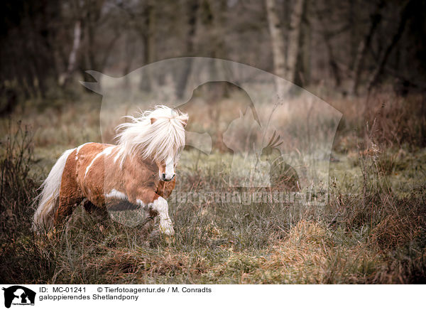 galoppierendes Shetlandpony / galloping Shetland Pony / MC-01241