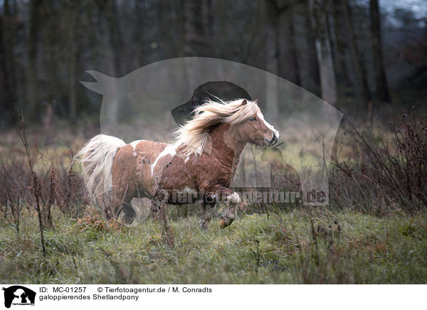 galoppierendes Shetlandpony / galloping Shetland Pony / MC-01257