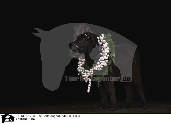 Shetland Pony / Shetland Pony / KFI-01726