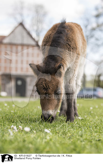 Shetland Pony Fohlen / Shetland Pony foal / KFI-01827