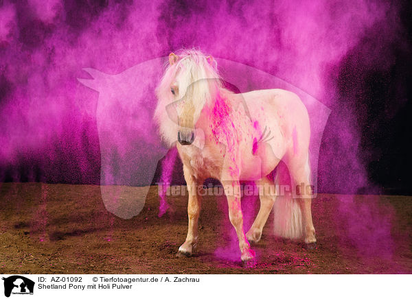 Shetland Pony mit Holi Pulver / AZ-01092