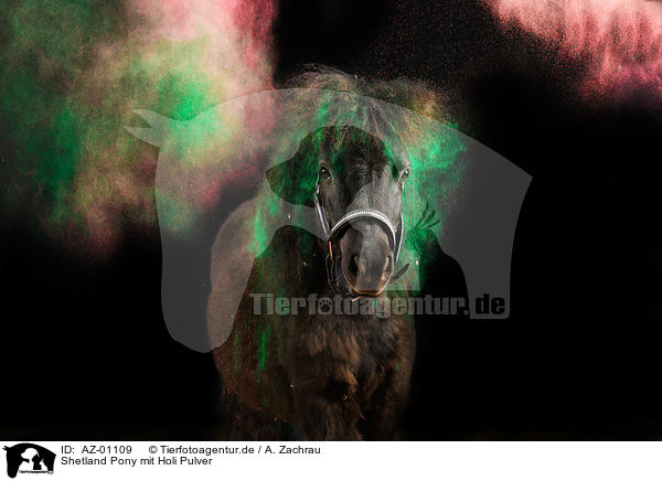 Shetland Pony mit Holi Pulver / AZ-01109