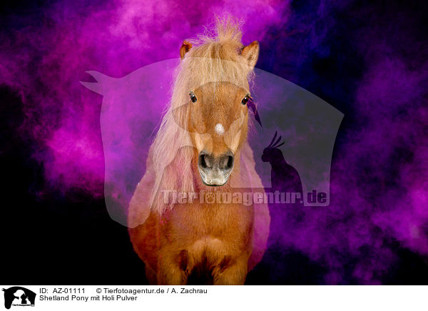 Shetland Pony mit Holi Pulver / AZ-01111