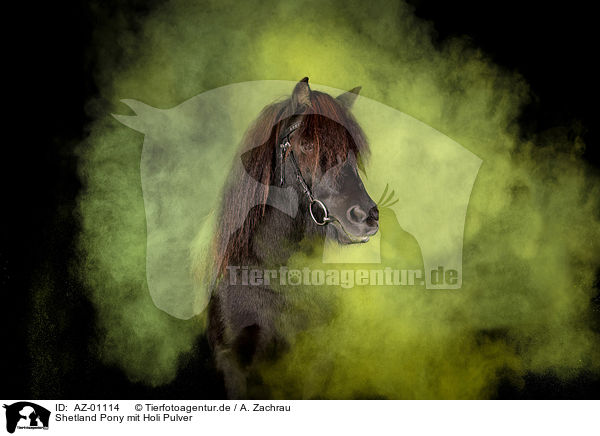Shetland Pony mit Holi Pulver / AZ-01114