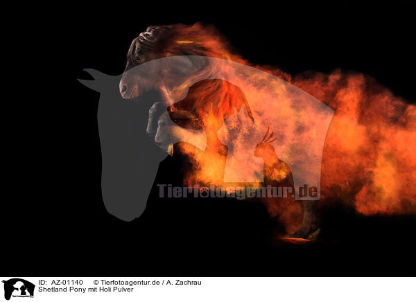 Shetland Pony mit Holi Pulver / AZ-01140