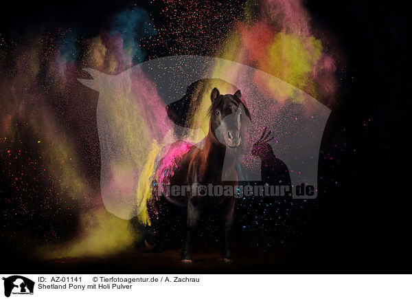 Shetland Pony mit Holi Pulver / AZ-01141