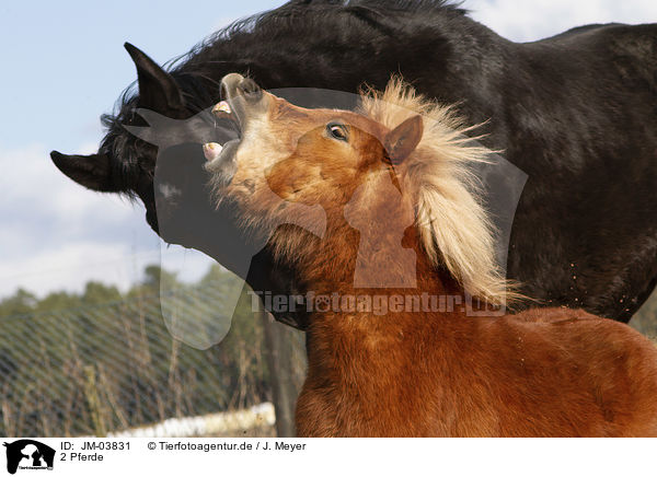 2 Pferde / 2 horses / JM-03831
