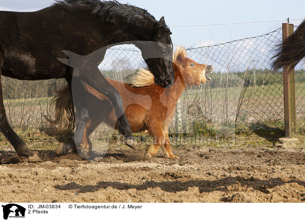 2 Pferde / 2 horses / JM-03834