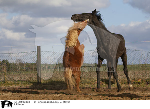 2 Pferde / 2 horses / JM-03898