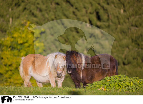 2 Shetland Ponies / PW-12207