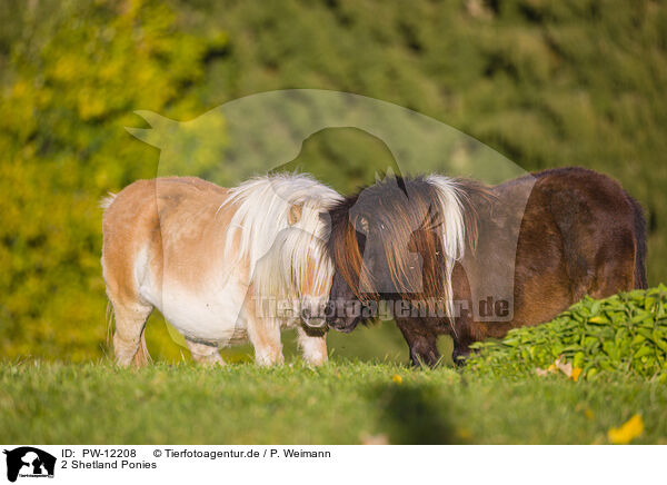 2 Shetland Ponies / PW-12208