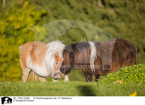 2 Shetland Ponies / PW-12209