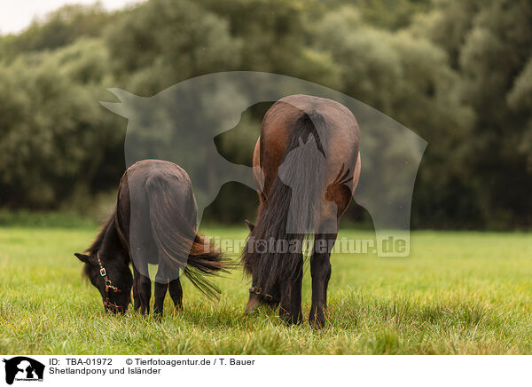 Shetlandpony und Islnder / Shetlandpony and Icelandic horse / TBA-01972