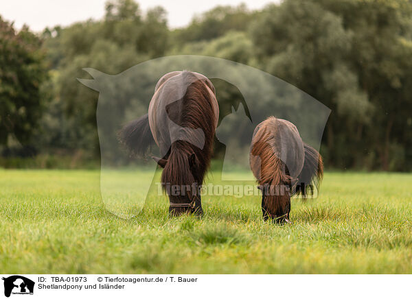 Shetlandpony und Islnder / Shetlandpony and Icelandic horse / TBA-01973