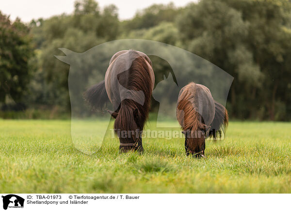 Shetlandpony und Islnder / TBA-01973