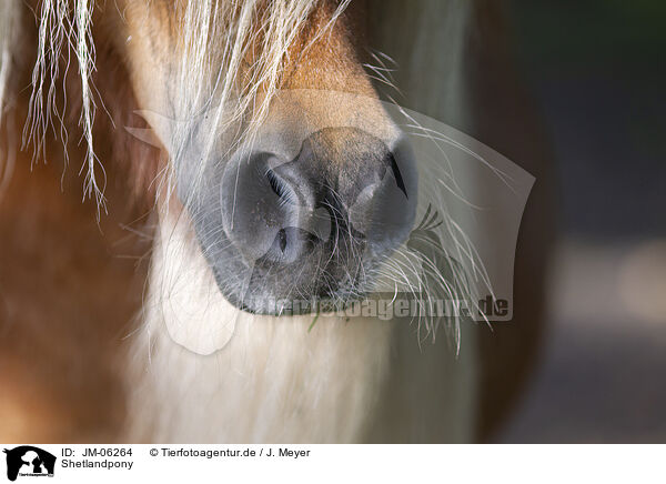 Shetlandpony / Shetlandpony / JM-06264