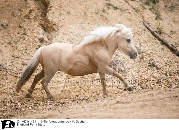 Shetland Pony Stute / Shetland Pony mare / VD-01151