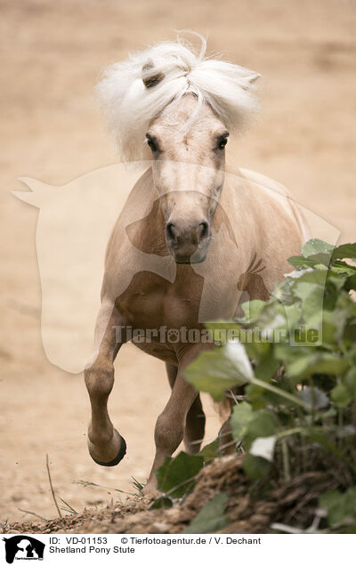 Shetland Pony Stute / Shetland Pony mare / VD-01153
