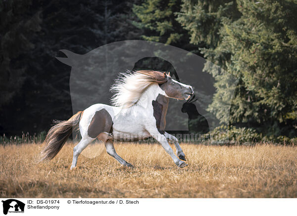 Shetlandpony / Shetlandpony / DS-01974