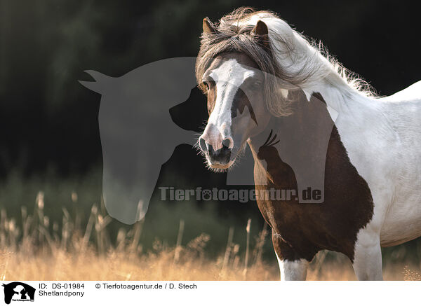 Shetlandpony / Shetlandpony / DS-01984