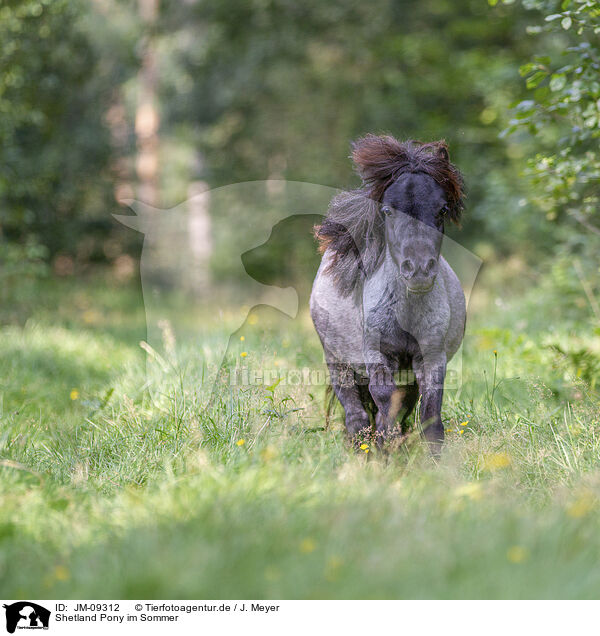 Shetland Pony im Sommer / Shetland Pony in summer / JM-09312