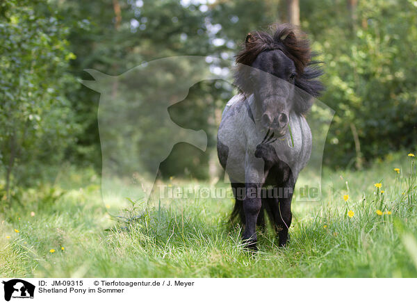 Shetland Pony im Sommer / Shetland Pony in summer / JM-09315