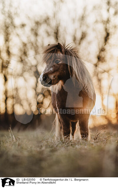Shetland Pony im Abendlicht / LB-02050